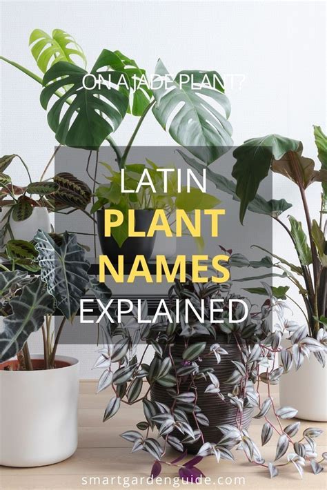 Plants With The Words Latin Plant Names Explain