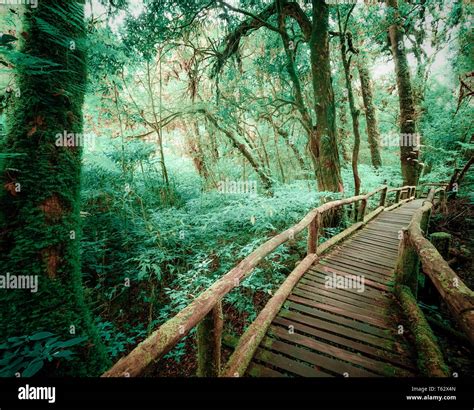 Mysterious Landscape Of Foggy Forest With Wooden Bridge Runs Through