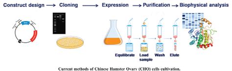 A Review On The Current Methods Of Chinese Hamster Ovary CHO Cells