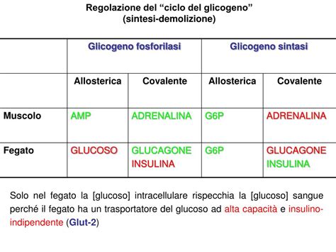 Differenza Tra Glicogenolisi E Glicogenosintesi - PPT - Glicogeno Il glicogeno è il polisaccaride di riserva delle