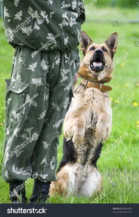 Military Dog Training German Shepherd Stock Photo 90920453