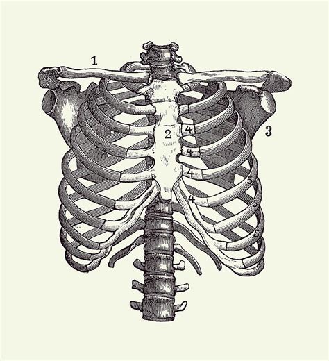 Rib Cage Anatomy Diagram