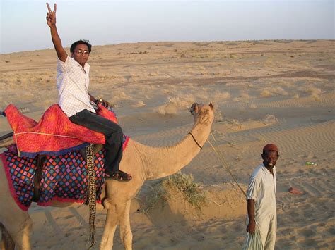 Many of the animals were full with their unborn young ones. Camel Ride Jaisalmer - India Travel Forum | IndiaMike.com