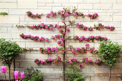 Blue Starr Gallery Espalier Decorative And Functional Espalier
