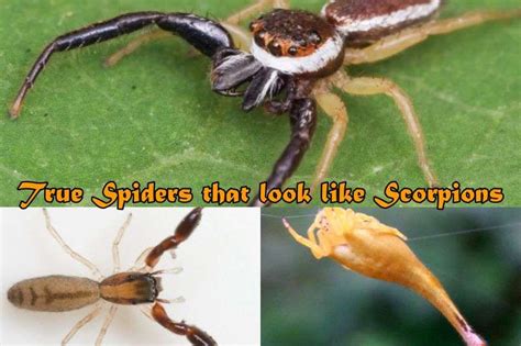 6 True Spiders That Look Like Scorpions And Why Do They Look Like