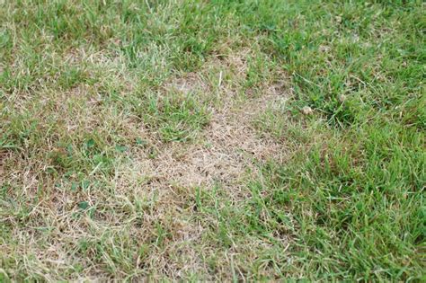 What Can I Do About A Yellow Lawn With Pictures