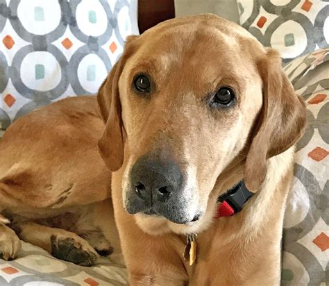 Cincinnati Lab Rescue