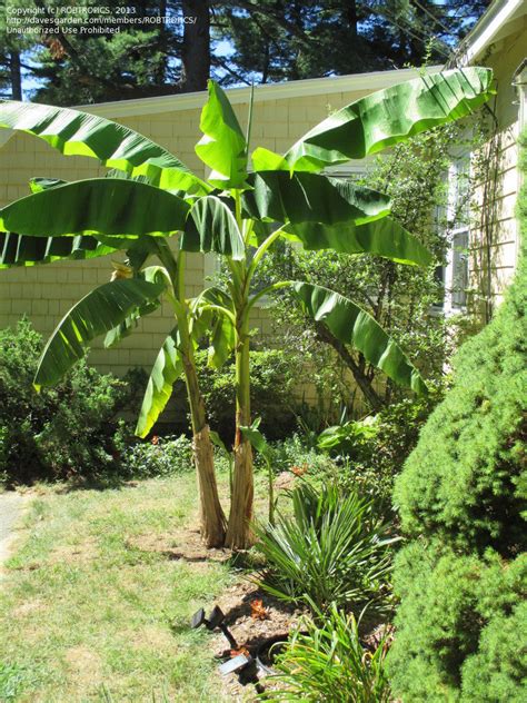 The banana plant is part of the more undemanding plants. Japanese fiber banana (Musa basjoo) | Garden landscaping ...