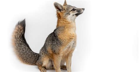 Foxes In South Dakota Types And Where They Live A Z Animals
