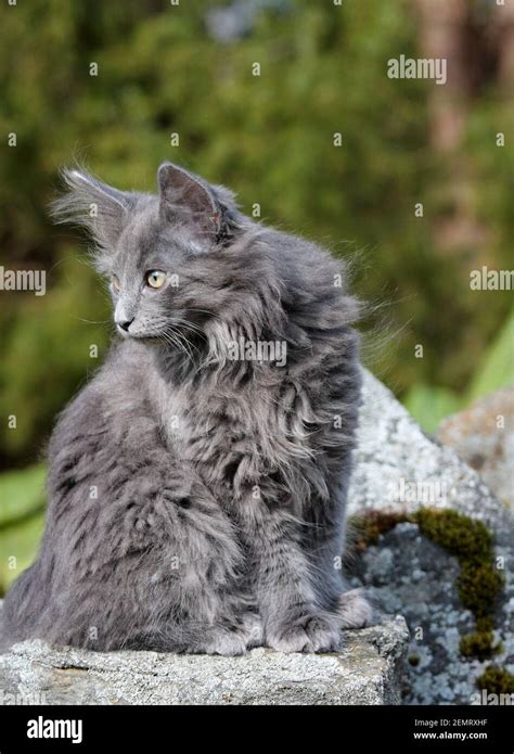 Gray Norwegian Forest Cat Kitten