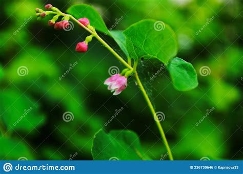 Flower Of Common Snowberry Symphoricarpos Albus Stock Photo Image Of