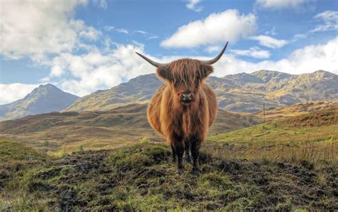Highland Cow In Scotland Landscape Off The Beaten Path