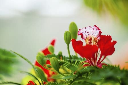 Khám phá 71 hình ảnh background hoa phượng đỏ thpthoangvanthu edu vn