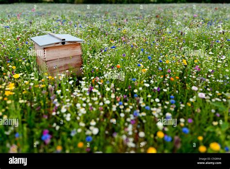 Wildflower Meadow Beehive In A Field Full Of Wildflowers On An English