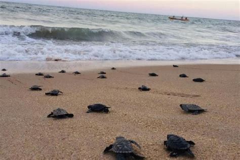 Beautiful Endangered Turtles Hatch On Brazils Deserted