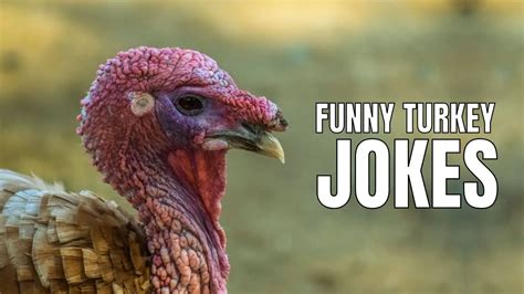 60 humorous turkey jokes and puns for thanksgiving meme