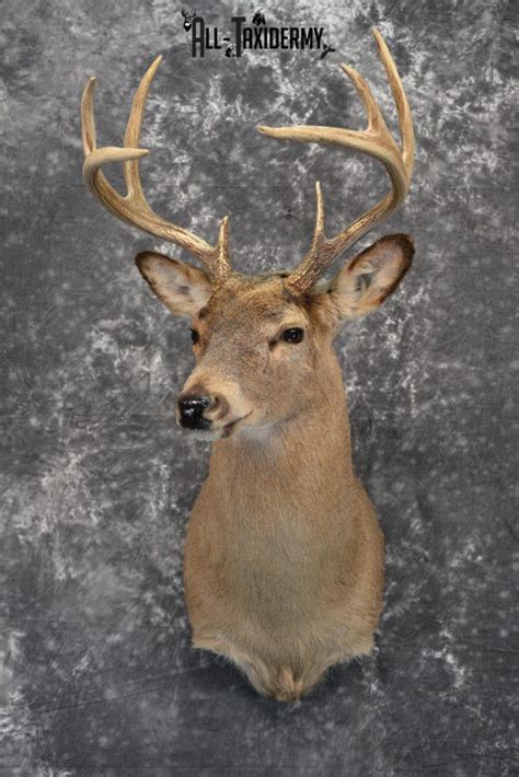 Whitetail Deer Taxidermy Mount For Sale Sku 1317 All Taxidermy
