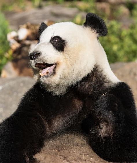 Panda Gigante Melanoleuca Do Ailuropoda Ou Panda Bear Feche Acima Da