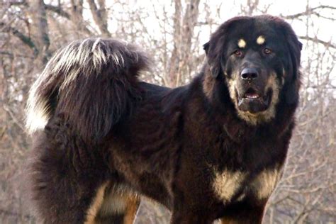 Tibetan Mastiffs Not At Home In Hong Kong Flats Expert Says South