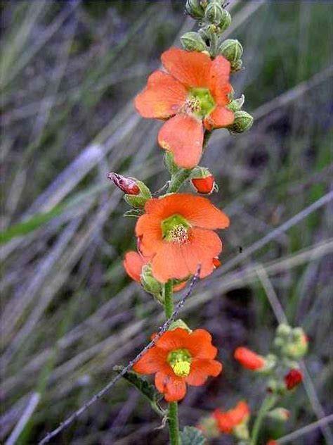 Globe Mallow Is A Native Plant That Grows Wild On Our Hillside In