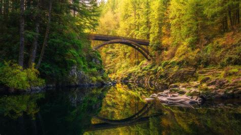 Bridge Between Green Trees Covered Forest With Reflection On River 4k