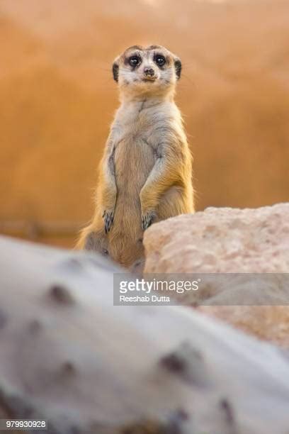 Timon Meerkat Photos And Premium High Res Pictures Getty Images