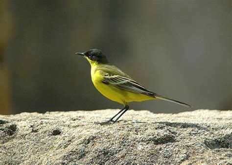 Paul Neales Birds Cyprus Birdsvarious Races Yellow Wagtail