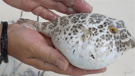 Puffer Fish Inflating And Deflating Youtube