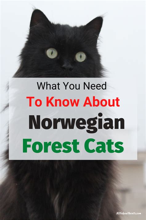 44 Top Pictures Norwegian Forest Cat Personality Traits