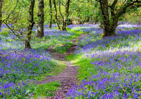 British Bluebells ‘mark Ancient Woodland