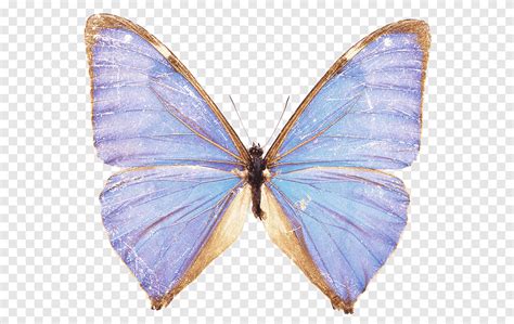 Free Download Insect Purple Butterfly Png Pngegg