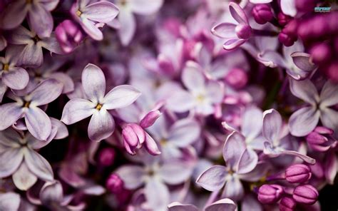 Lilac Wallpapers Wallpaper Cave