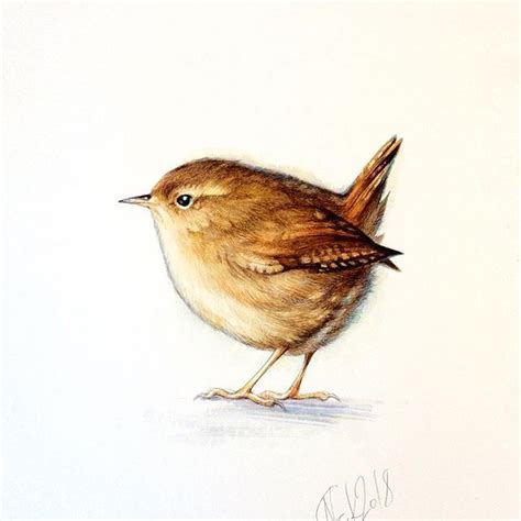 Piep Wrenbird Wrenart Wren Birdart Animalart Watercolor