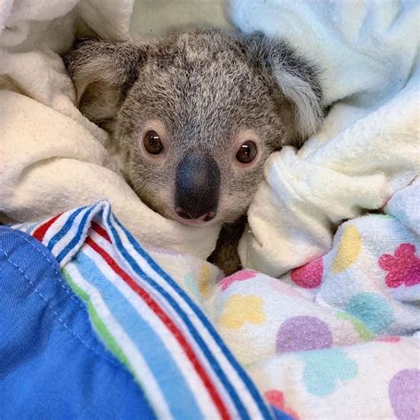 Australia Zoo On Instagram ““maggie The Orphaned Koala Joey Is Being