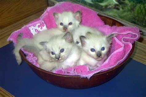 This Is A Great Litter Of Balinese Kittens They Are All Blue Points