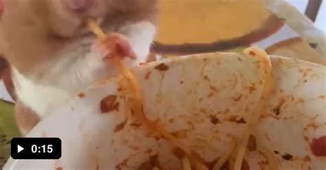 Hamster Eating Spaghetti 9gag