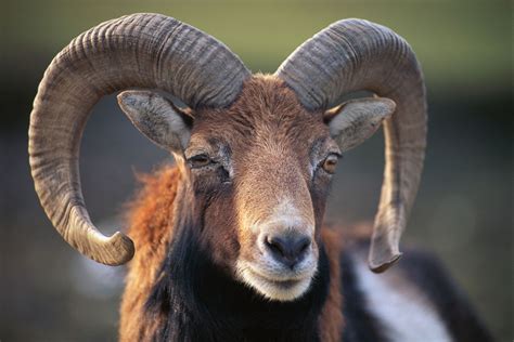 Ram Male Sheep Britannica