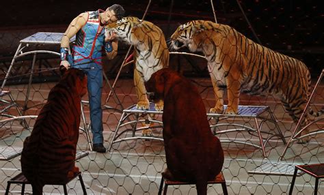 Ringling Bros Tigers Are Headed For A German Circus And Animal
