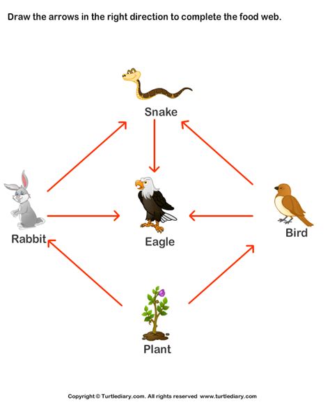 Food Chain And Food Web Food Chain And Food Web Meaning Diagrams 70400