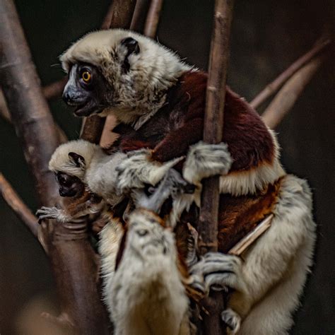 Critically Endangered Lemur Born At The Zoo Chester Zoo