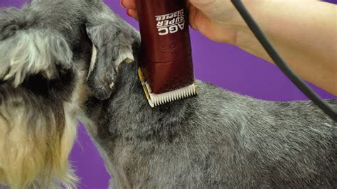 Grooming Guide - Clipped Miniature Schnauzer Pet Trim - Pro Groomer