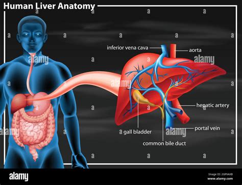 Human Liver Anatomy Diagram Stock Vector Image And Art Alamy
