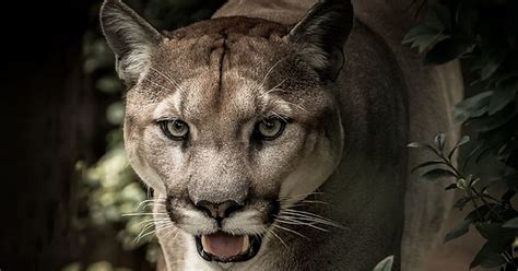 Eastern Puma Officially Extinct Experts Declare Elite Readers