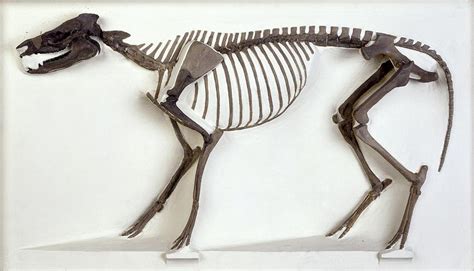 Hyracotherium Horse Fossil Skeleton Photograph By Science Photo