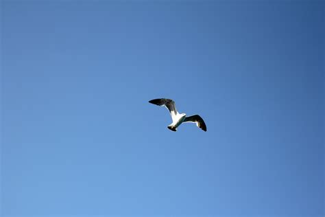 Free Images Bird Wing Sky Seabird Fly Seagull Gull Vertebrate