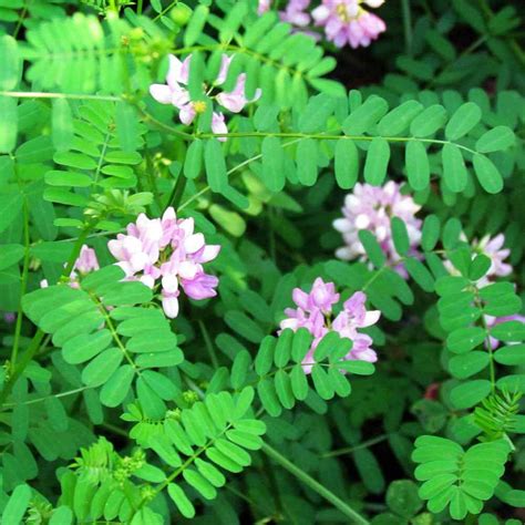 Drought Tolerant Crown Vetch Seeds For Erosion Control Or Ground Cover