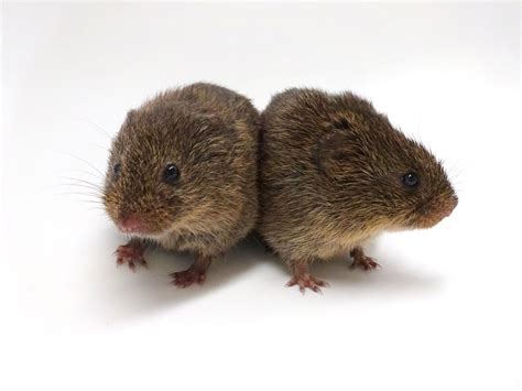 Social Selectivity And Social Motivation In Voles Elife