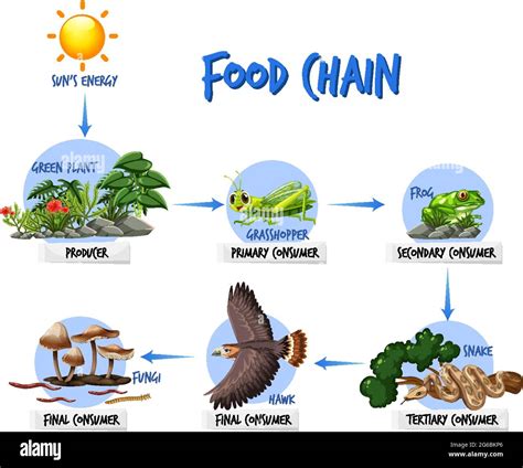 Ilustración del concepto del diagrama de la cadena alimentaria Imagen Vector de stock Alamy