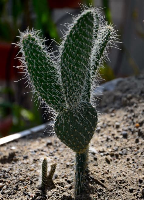 Bunny ears cactus propagation opuntia microdasys detailed succulents for beginners. Bunny Ear | Cactus plants, Cactus, Plants
