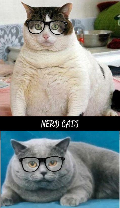 nerd cats geek cat cats funny cats